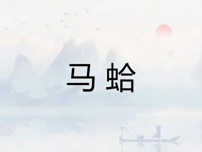 马蛤 马蛤